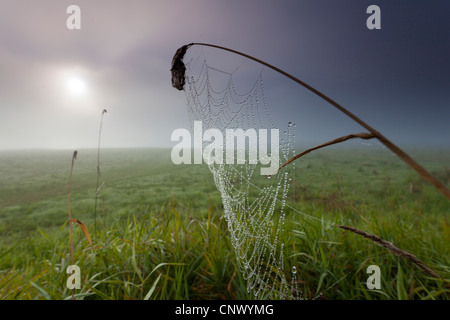 Ragnatela con rugiada di mattina nella luce del mattino, in Germania, in Sassonia, Vogtlaendische Schweiz Foto Stock