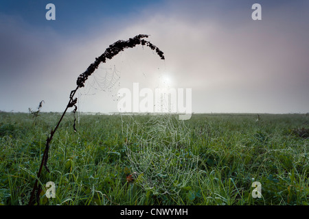 Ragnatela con rugiada di mattina nella luce del mattino, in Germania, in Sassonia, Vogtlaendische Schweiz Foto Stock