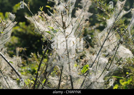 Ermellino falene (Hyponomeutidae (Yponomeutidae)), seta delle larve in un arbusto, Paesi Bassi Foto Stock