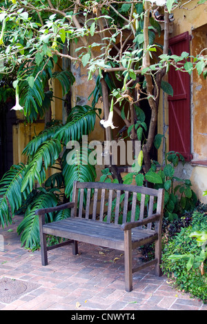 Angelo tromba tree (Brugmansia arborea, Datura arborea), in fiore nel Jardin Botanique Val Rameh, Francia Foto Stock