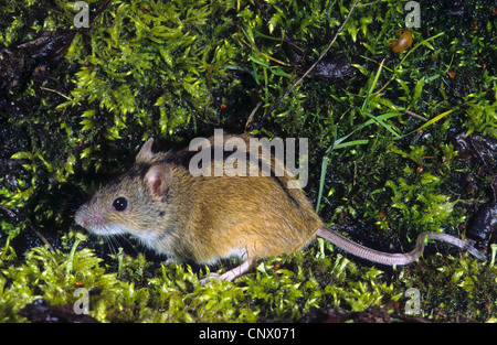 Del vecchio mondo il mouse sul campo, strisce campo mouse (Apodemus agrarius), seduti su MOSS, Germania Foto Stock