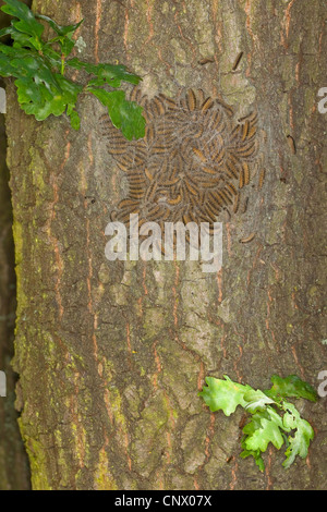 La processionaria della quercia (Thaumetopoea processionea), i bruchi in web a un tronco di quercia, Germania Foto Stock