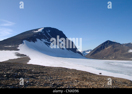 La renna, Caribou Coffee Company (Rangifer tarandus), renne in corrispondenza di un ghiacciaio, Svezia, Sarek National Park Foto Stock