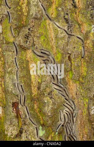 La processionaria della quercia (Thaumetopoea processionea), bruchi marciando su un tronco di albero verso il basso per il loro web all'alba, Germania Foto Stock