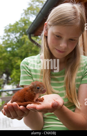Unione scoiattolo rosso, Eurasian red scoiattolo (Sciurus vulgaris), ragazza tenendo un cucciolo orfani nelle sue mani, Germania Foto Stock