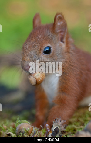 Unione scoiattolo rosso, Eurasian red scoiattolo (Sciurus vulgaris), cucciolo alimentazione su una nocciola, Germania Foto Stock