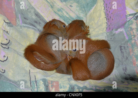 Unione scoiattolo rosso, Eurasian red scoiattolo (Sciurus vulgaris), tre cuccioli orfani su una coperta, Germania Foto Stock