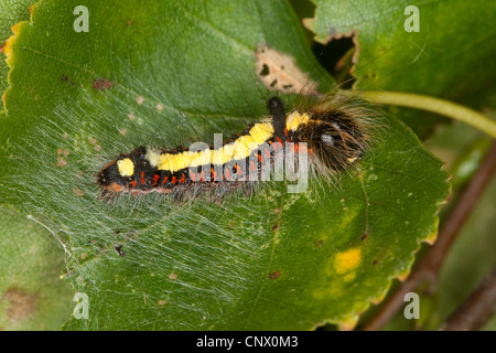 Grigio (pugnale Acronicta psi), Caterpillar su una foglia di betulla, Germania Foto Stock