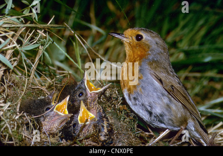 Unione robin (Erithacus rubecula), al nido con elemosinare uccelli, Germania Foto Stock