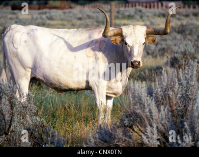 Un bianco Texas Longhorn sterzare in piedi in un campo, estate, Elkhorn Ranch, Parco nazionale Theodore Roosevelt, il Dakota del Nord, STATI UNITI D'AMERICA Foto Stock
