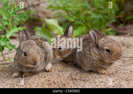 Coniglio europeo (oryctolagus cuniculus), tre cuccioli seduti sulla sabbia, Germania Foto Stock