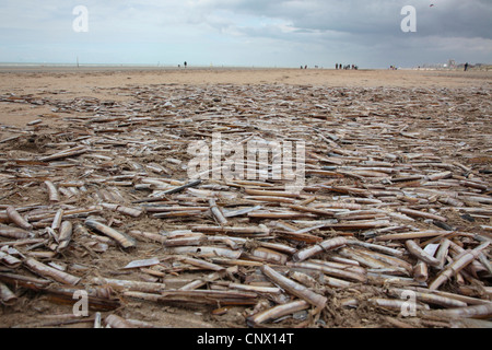 Comune vongola rasoio, strette ribaltarsi vongola, rasoio spada (Ensis ensis), un sacco di gusci vuoti sulla spiaggia, Belgio, Fiandre, Oostduinkerke Foto Stock