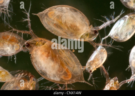 Acqua comune flea (Daphnia pulex), femmina con novellame nella sacca di covata Foto Stock