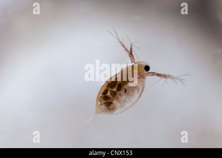 Acqua comune flea (Daphnia pulex), femmina con novellame nella sua custodia di covata Foto Stock