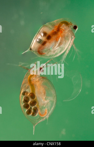 Acqua comune flea (Daphnia pulex), femmine con subitan uova e uova di appoggio nella loro custodia di covata Foto Stock