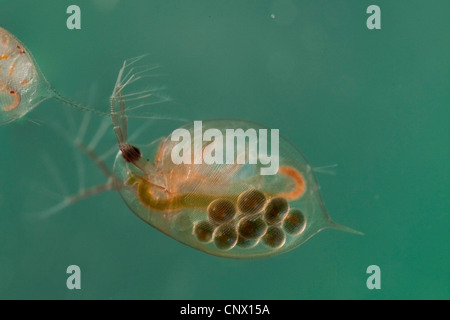 Acqua comune flea (Daphnia pulex), femmina con uova subitan nella sacca di covata Foto Stock