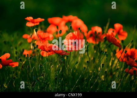 Comune di papavero, mais, papavero rosso papavero (Papaver rhoeas), papaveri in controluce, Francia, Provenza, Plateau de Valensole Foto Stock