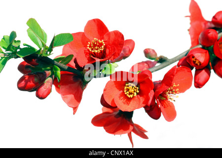 Cotogno giapponese (Chaenomeles japonica, Choenomeles japonica), fioritura Foto Stock