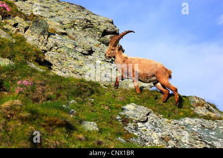 Stambecco delle Alpi (Capra ibex), maschio, Svizzera Oberland Bernese, Niederhorn Foto Stock