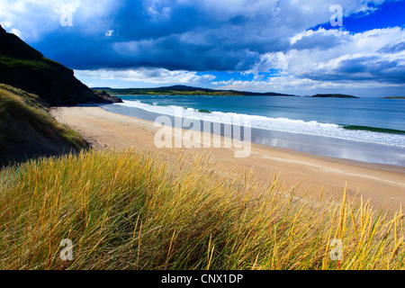 Spiaggia di erba, beachgrass europea, marram erba, psamma, sabbia di mare-reed (Ammophila arenaria), la spiaggia della Baia di Coldbackie, Regno Unito, Scozia, Sutherland Foto Stock