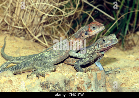 A testa piatta rock AGAMA SA (AGAMA mwanzae), due rettili seduti fianco a fianco su un terreno di roccia Foto Stock