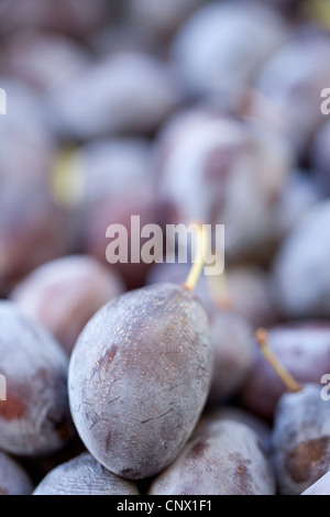 Damson prugne (PRUNUS INSITITIA) Foto Stock