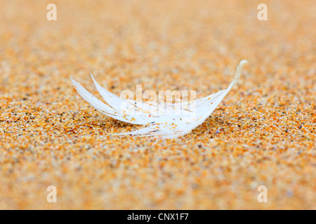 Feather giacente nella sabbia fstrukin di Strathy Bay, Regno Unito, Scozia Foto Stock