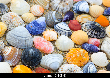 Colorate conchiglie nella sabbia, Regno Unito, Scozia Foto Stock