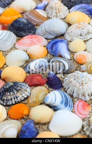 Colorate conchiglie nella sabbia, Regno Unito, Scozia Foto Stock