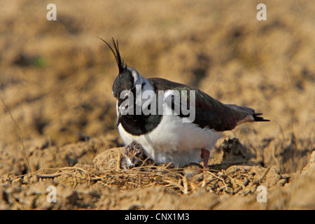 Pavoncella (Vanellus vanellus), sulle sue uova con un solo pulcino tratteggiata, in Germania, in Baviera, Isental Foto Stock