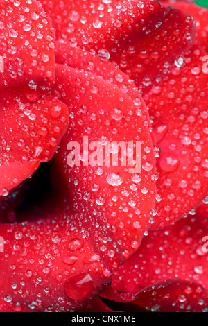 Rosa (Rosa spec.), rosa con gocce d'acqua Foto Stock