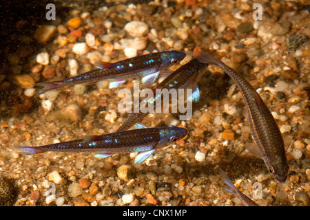 Rainbow shiner (Notropis chrosomus), scuola Foto Stock