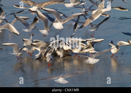 A testa nera (gabbiano Larus ridibundus), un sacco di persone lottano per una preda su un lago ghiacciato, in Germania, in Baviera, Chiemsee Foto Stock