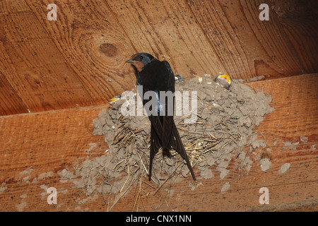 Barn swallow (Hirundo rustica), presso il suo nido in corrispondenza del soffitto di una stabile Foto Stock