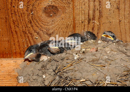 Barn swallow (Hirundo rustica), giovani ingoiare nel nido, Germania Foto Stock