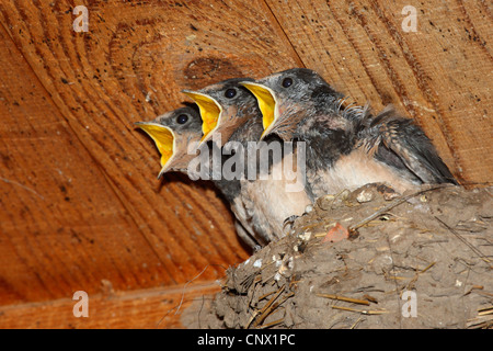 Barn swallow (Hirundo rustica), giovani ingoiare nel nido di accattonaggio, Germania Foto Stock