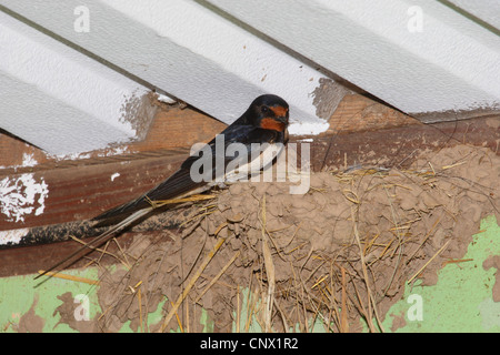 Barn swallow (Hirundo rustica), presso il suo nido in corrispondenza del soffitto di una stabile, Germania Foto Stock