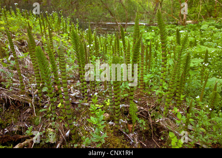 Grande equiseto (Equisetum telmateia, Equisetum telmateja, Equiseto massimo), a Riverside, in Germania, in Baviera, Inn Foto Stock