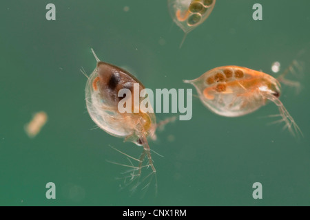 Acqua comune flea (Daphnia pulex), due individui con uova di appoggio e i ragazzi nella sacca di covata Foto Stock