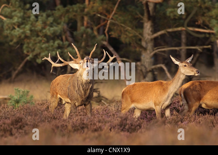 Il cervo (Cervus elaphus), rumoreggianti maschio con la femmina in una radura nella luce del mattino, Paesi Bassi Foto Stock