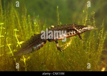 Newt liscia (Triturus vulgaris, Lissotriton vulgaris ), maschio in colori di accoppiamento, Germania Foto Stock