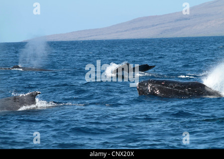 Humpback Whale (Megaptera novaeangliae), emergente e sommergendo individui, STATI UNITI D'AMERICA, Hawaii Maui Foto Stock