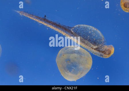 Pike, northern luccio (Esox lucius), appena portelli larva accanto al suo tegumento uovo Foto Stock