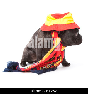 Bulldog francese (Canis lupus f. familiaris), come ventilatore di spagnolo Foto Stock