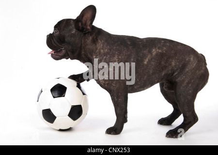 Bulldog francese (Canis lupus f. familiaris), con il calcio Foto Stock