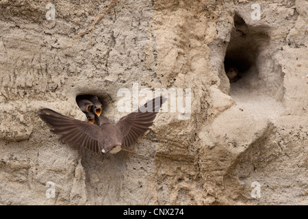 Sabbia martin (Riparia Riparia), hovering mentre si alimenta la progenie nel tubo di allevamento, in Germania, in Baviera, Isental Foto Stock