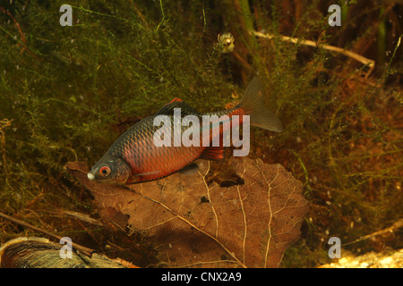 Bitterling (Rhodeus amarus, Rhodeus sericeus), maschio nella colorazione di accoppiamento Foto Stock