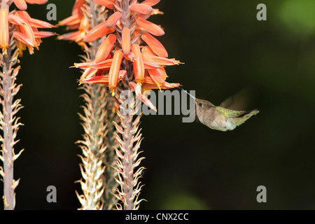 Ruby-throated hummingbird (archilochus colubris), femmina volanti in parte anteriore di Aloe fiori, STATI UNITI D'AMERICA, Arizona Foto Stock