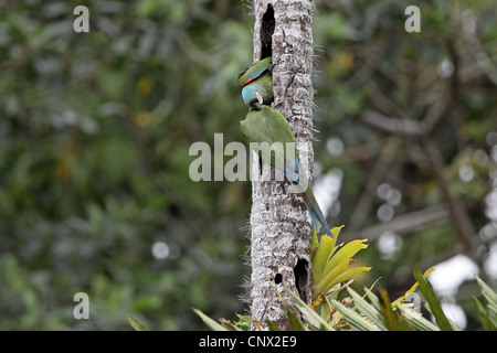 Castagne e fronteggiata Macaw, Ara severus, coppia al foro di nido Foto Stock