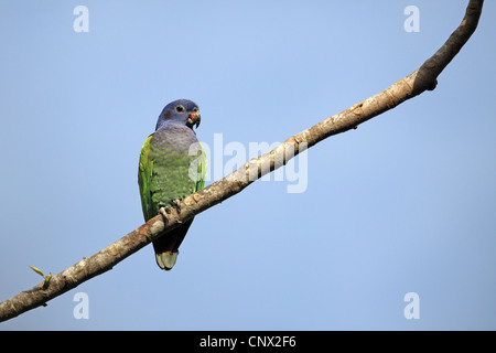 A testa azzurra Parrot, Pionus menstruus Foto Stock